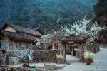 Northeast tour - Hanoi - Ha Giang - Cao Bang in ripe rice season