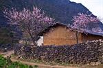 Northeast tour - Hanoi - Ha Giang - Cao Bang in ripe rice season